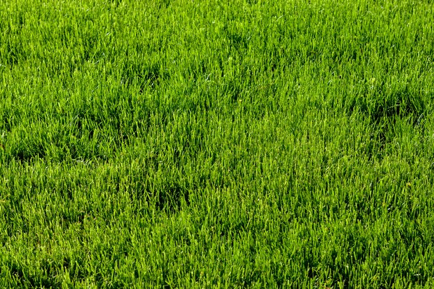 Herbe verte lumineuse à yard