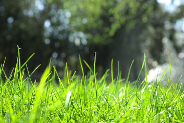 Herbe verte luxuriante à l'extérieur aux beaux jours gros plan