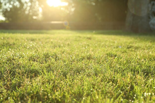 Herbe verte luxuriante à l'extérieur par une journée ensoleillée