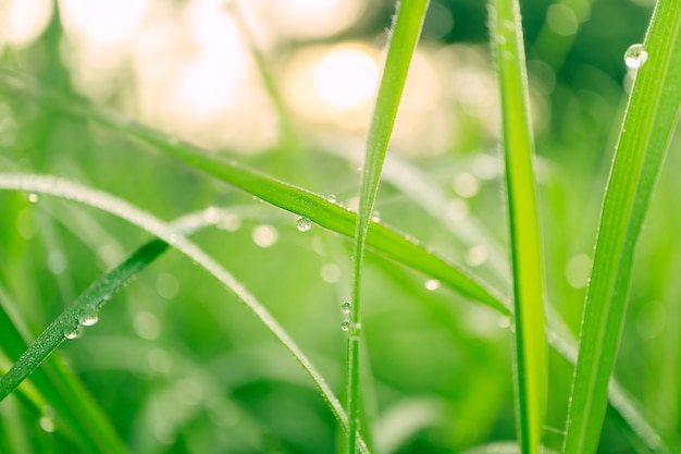 Herbe verte luxuriante fraîche avec des gouttes de rosée d'eau de focalisation sélective au lever du soleil du matin, arrière-plan de l'environnement de verdure de fraîcheur