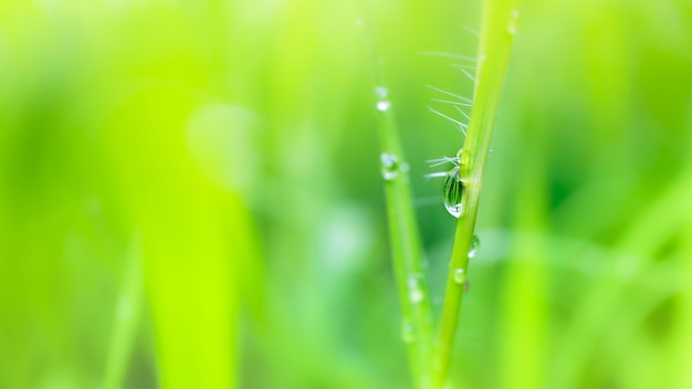 Herbe verte luxuriante fraîche avec des gouttes de rosée d'eau de focalisation sélective au lever du soleil du matin, arrière-plan de l'environnement de verdure de fraîcheur