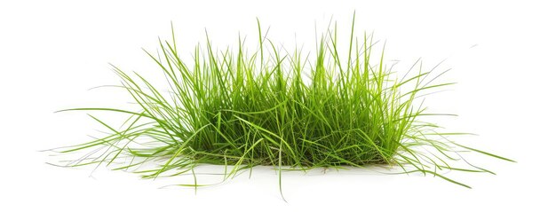Photo l'herbe verte luxuriante isolée sur un fond blanc