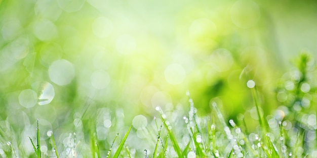 Photo herbe verte luxuriante juteuse sur pré avec des gouttes de rosée de l'eau dans la lumière du matin au printemps été extérieur gros plan macro, panorama.