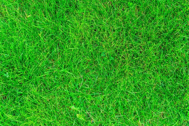 Herbe verte luxuriante sur le parcours de golf, vue de dessus