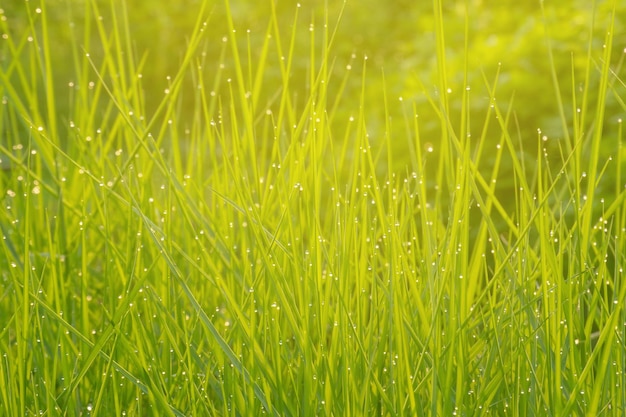 Herbe verte le matin avec des gouttes de rosée