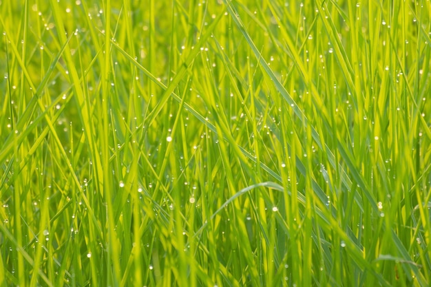 Herbe verte le matin avec des gouttes de rosée