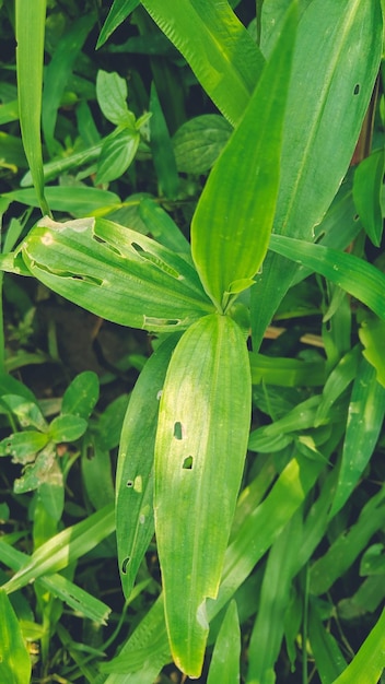 Herbe verte le matin