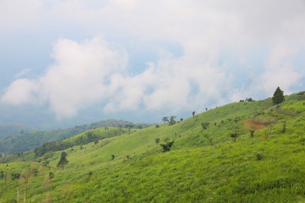 Herbe verte sur la montagne nature en saison des pluies