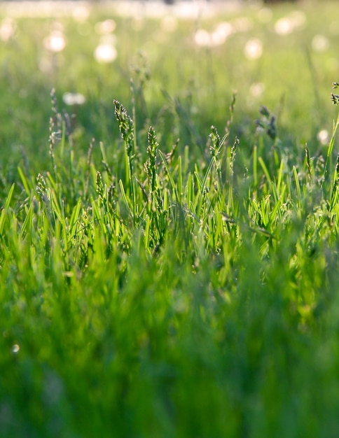 L'herbe verte. La nature. Beauté. Arrière plan.