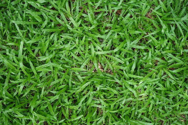 Photo l'herbe verte naturelle peut être utilisée comme arrière-plan