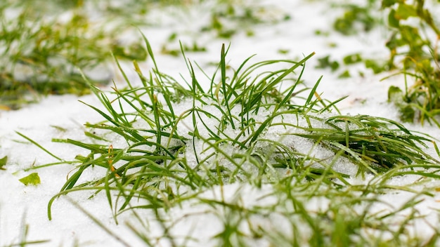 Photo herbe verte sur la neige blanche, fond d'hiver