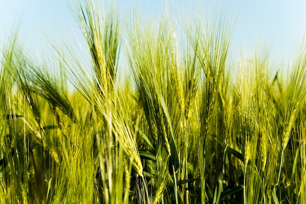 Herbe verte non mûre poussant sur le terrain agricole