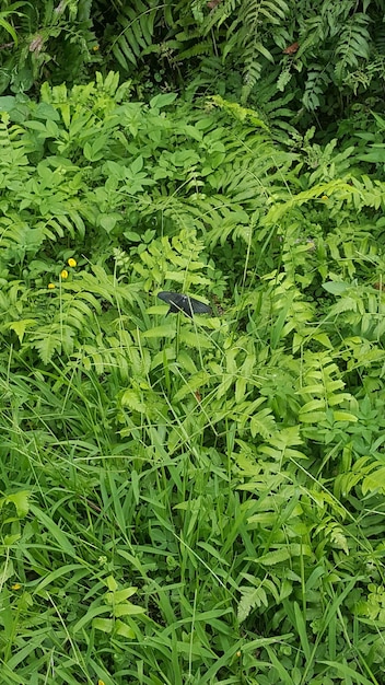 Herbe verte et un papillon noir