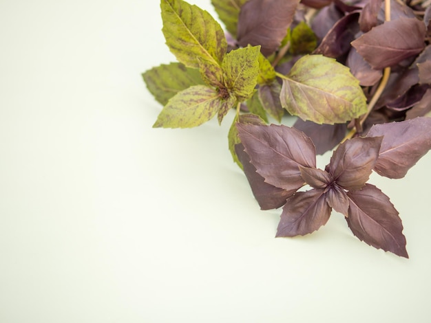 Herbe verte parfumée de basilic pourpre sur un fond clair