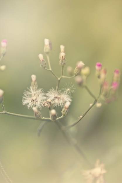 Herbe verte et petites fleurs blanches sur le terrain. beau paysage d&#39;été.