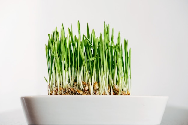 herbe verte pour chats sur un mur blanc