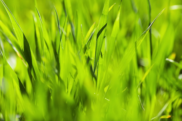 l'herbe verte pousse dans un champ se bouchent