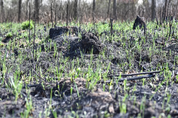 L&#39;herbe verte pousse dans la forêt après un incendie