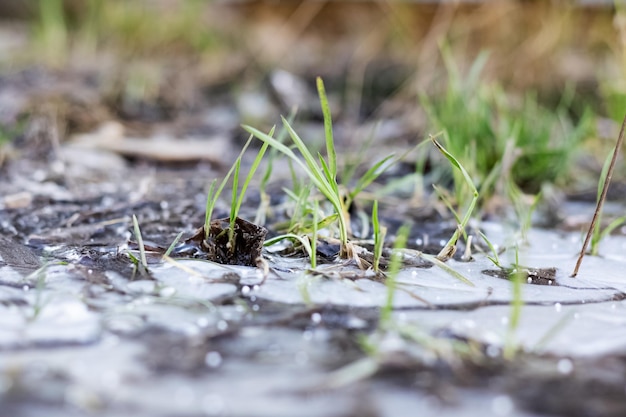 L'herbe verte pousse à partir de la glace en gros plan