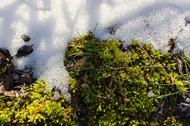 L'herbe verte pousse à travers la neige Fond naturel abstrait