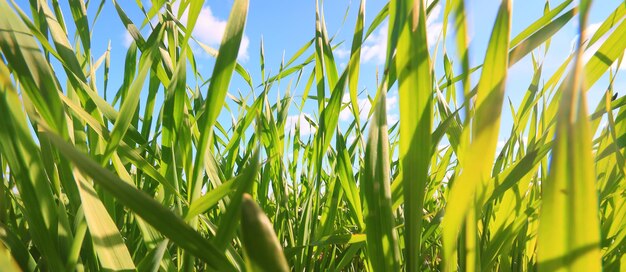 herbe verte pousses de blé frais, fond d'été de champ d'herbe verte