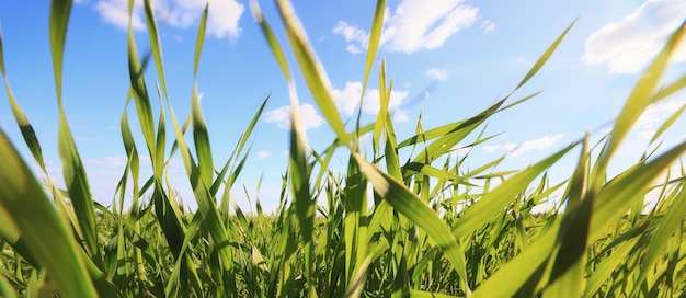 herbe verte pousses de blé frais, fond d'été de champ d'herbe verte