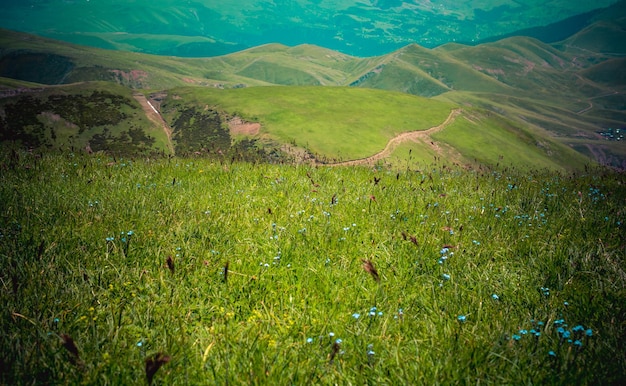 Herbe verte sur la prairie des hautes terres à Artvin en Turquie