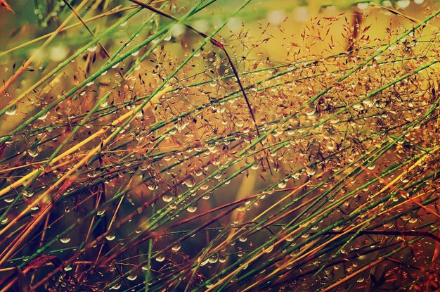 Herbe verte sur un pré avec des gouttes d'eau de rosée brillantes, abstrait naturel