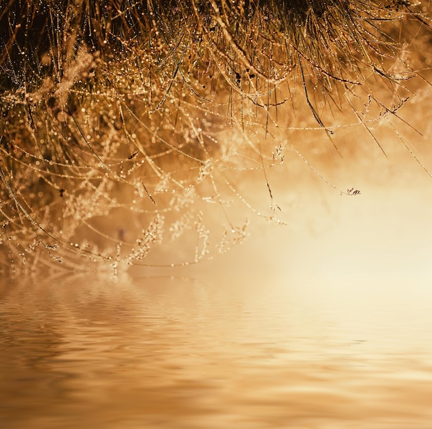 Herbe verte sur un pré avec des gouttes d'eau de rosée brillantes fond naturel abstrait avec réflexion de l'eau