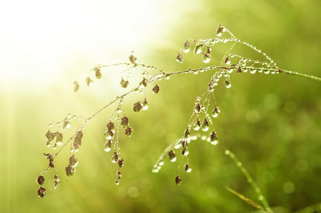 Herbe verte sur un pré avec des gouttes d'eau de rosée brillantes