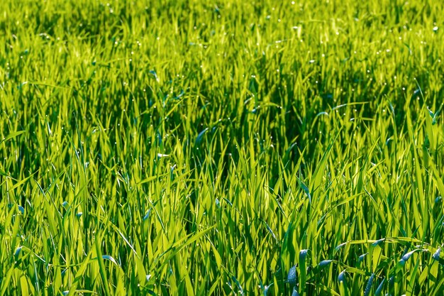 Herbe verte sur le pré