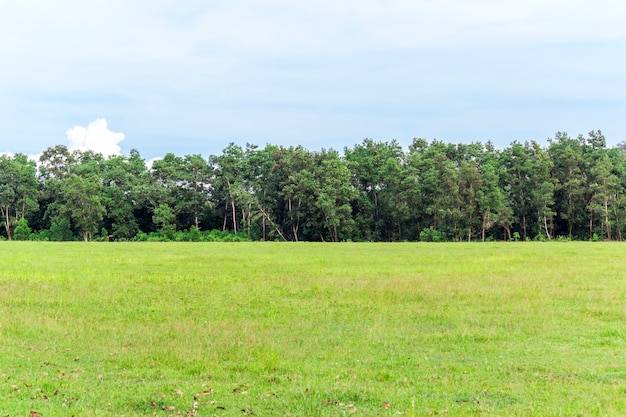 Herbe verte sur le pré