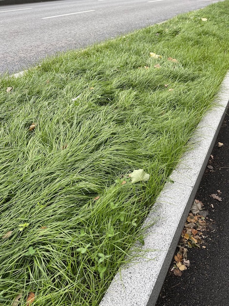 Herbe verte près du trottoir