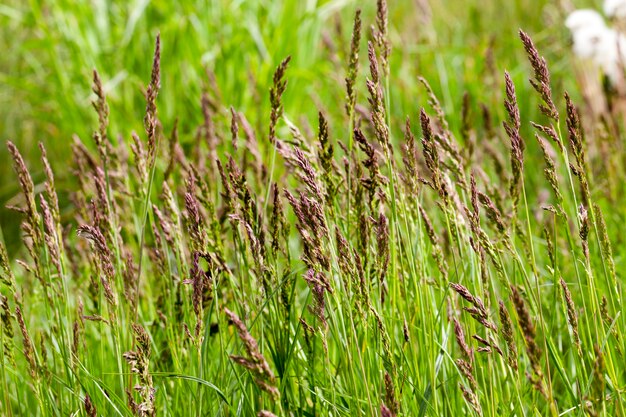 Herbe verte de printemps et graines d'herbe sombre