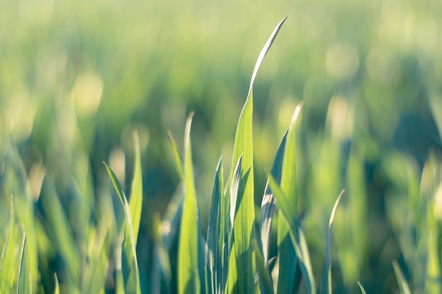 Herbe verte de printemps, mise au point douce, tonique