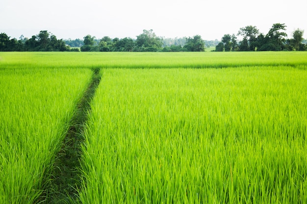 Herbe verte de rizière rurale