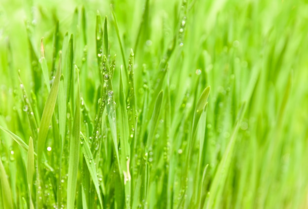 Herbe verte avec de la rosée sur les lames. DOF peu profond