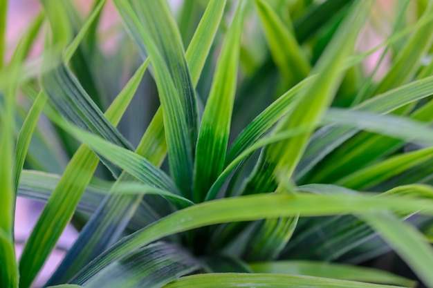 L'herbe verte se bouchent. Texture.