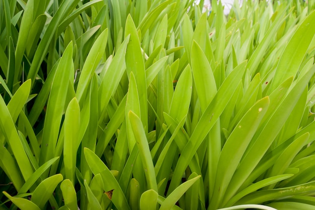 L'herbe verte se bouchent