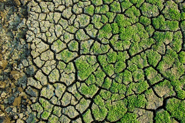 Herbe verte sèche