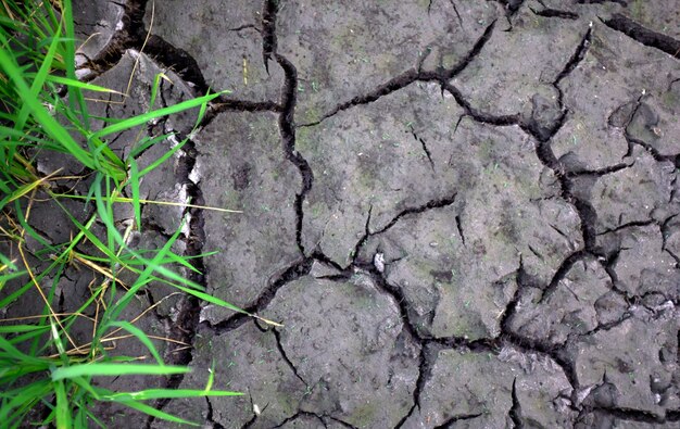 L&#39;herbe verte sur le sol fissuré