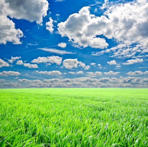 Herbe verte sous le ciel bleu