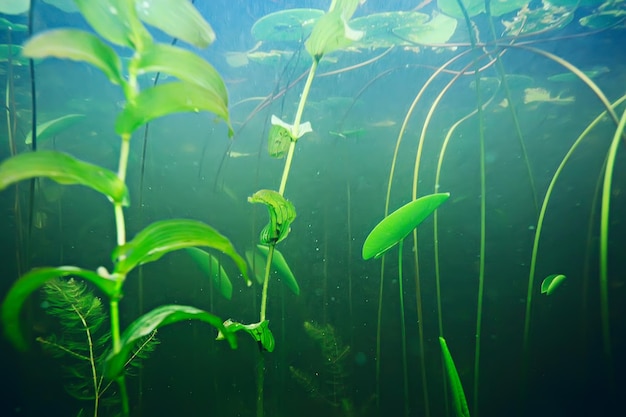 herbe verte sous l'eau