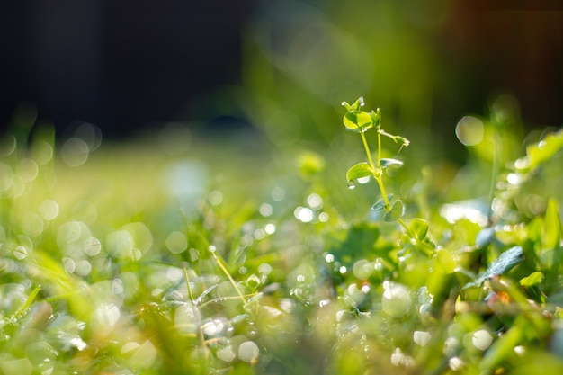 Herbe verte sous la lumière du matin.