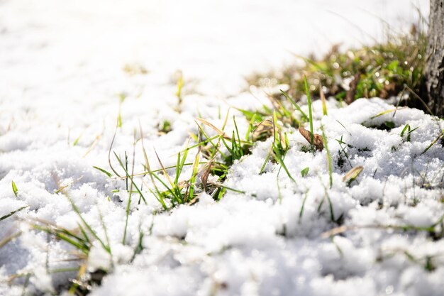 Herbe verte sous la neige du printemps Fond du début du printemps Lumière du soleil chaude