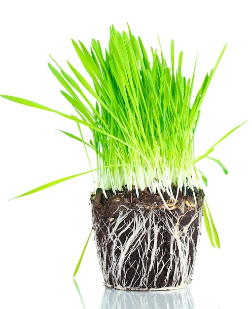 Herbe verte avec la terre isolée sur blanc