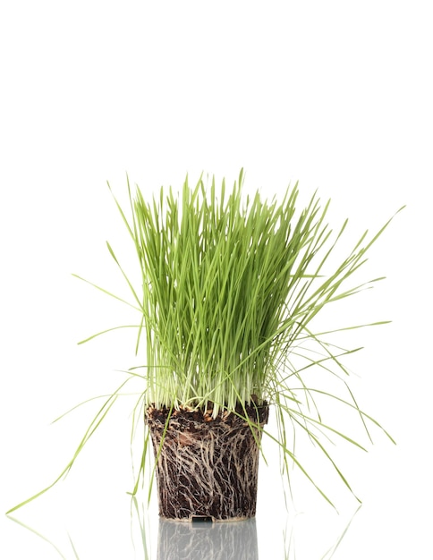 Herbe verte avec la terre isolée sur blanc