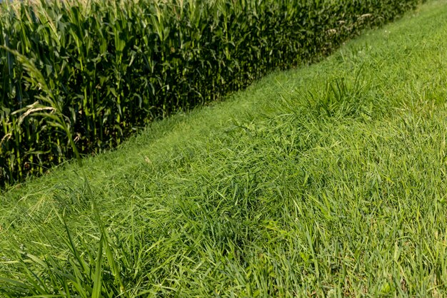 Herbe verte tondue à plusieurs reprises dans le pré