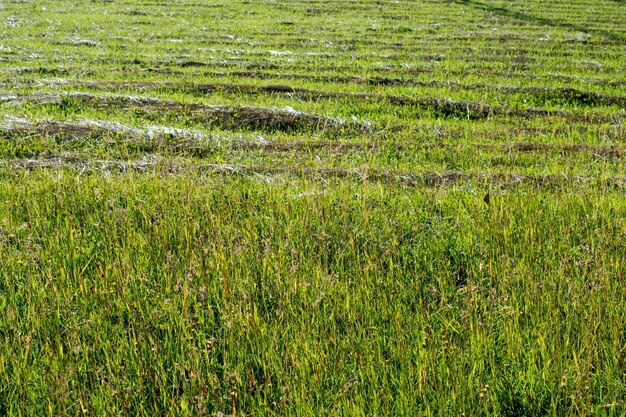 Herbe verte à utiliser comme fond naturel