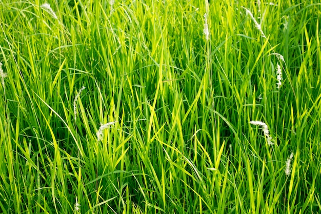 Herbe verte en vue au niveau des yeux pour le fond ou la conception graphique